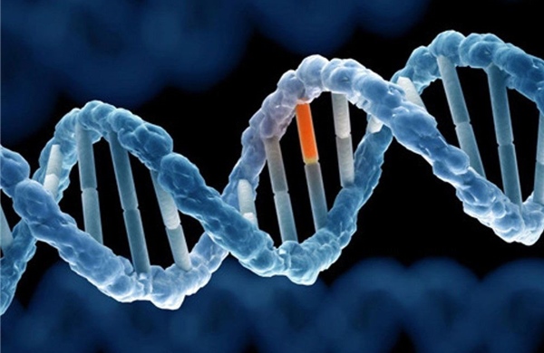 Mối liên hệ giữa gene gây dậy thì sớm và nguy cơ ung thư     