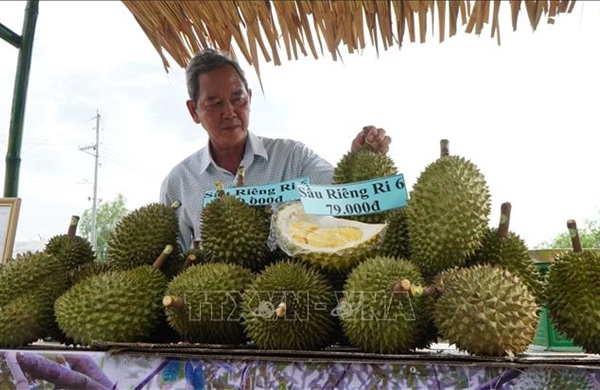 Sầu riêng nghịch vụ giá cao