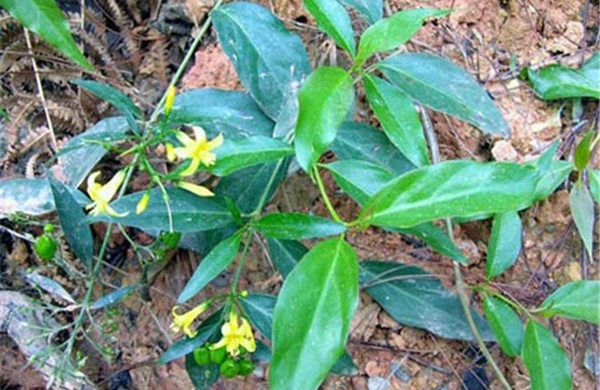 Cảnh báo hiểm họa ngộ độc từ ăn nhầm lá cây độc từ rừng