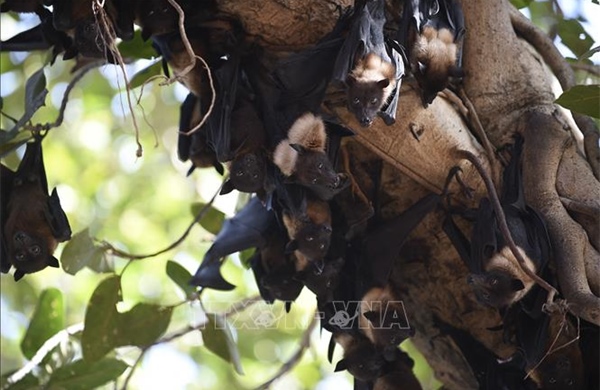 Nghiên cứu Trung Quốc phát hiện thuốc kháng virus có thể ứng phó dịch Nipah