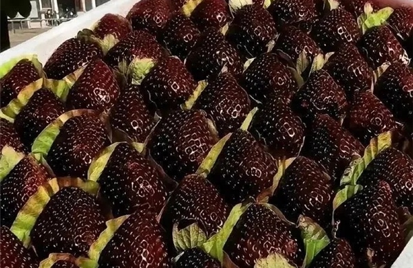 Cơn sốt dâu tây Ngọc trai đen tại Trung Quốc