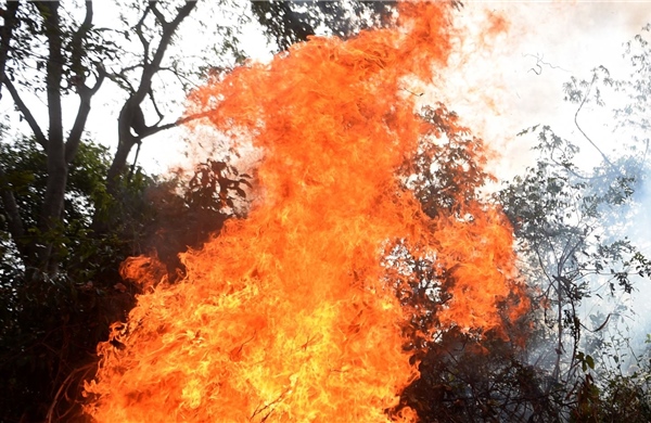 Lâm Đồng: Kịp thời dập tắt đám cháy dưới tán rừng thông tự nhiên