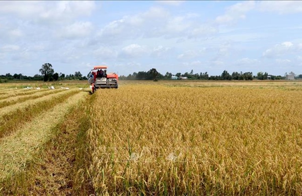 Giá lúa giảm, xây dựng kế hoạch gieo sạ hợp lý