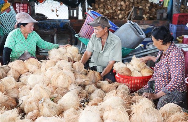 Chuyển đổi từ trồng lúa bấp bênh sang dừa chuyên canh cho năng suất cao