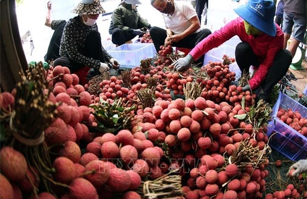 Sản lượng giảm mạnh, vải đầu vụ giá cao từ 50.000 - 70.000 đồng/kg