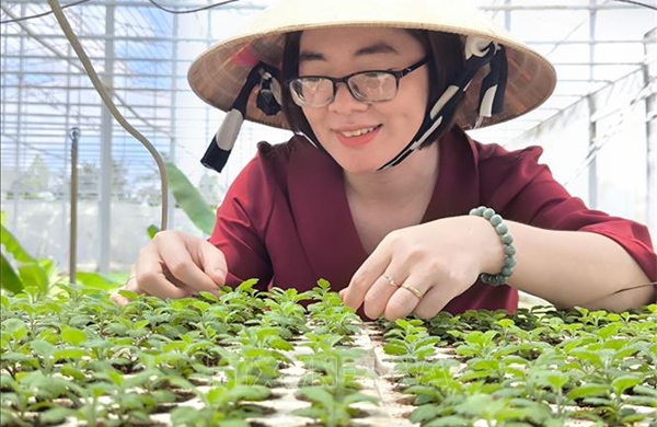 Ứng dụng công nghệ nuôi cấy mô trong sản xuất cây giống, hoa kiểng quy mô lớn
