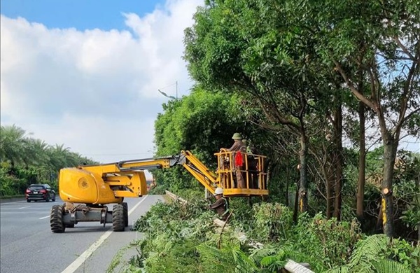 Hà Nội: Cắt tỉa cây xanh trước mùa mưa bão