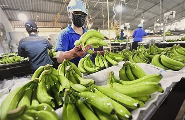 &#39;Việt Nam chiếm lĩnh thị phần chuối tại Nhật Bản&#39;