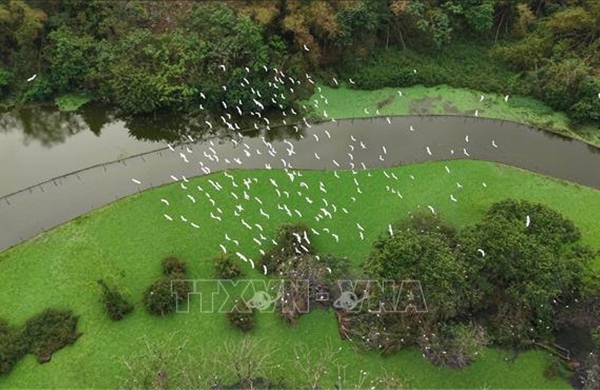 Khám phá xứ sở của các loài chim giữa lòng di sản Tràng An