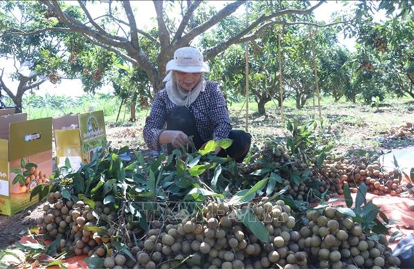 Trải nghiệm mùa nhãn chín ở thủ phủ nhãn lồng Hưng Yên