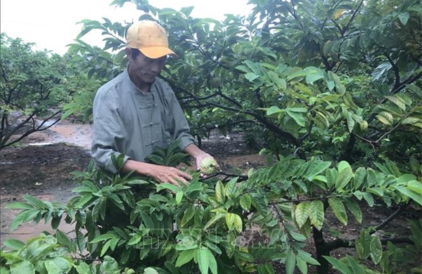 Nhiều hộ trồng na có thu nhập hàng trăm triệu đồng