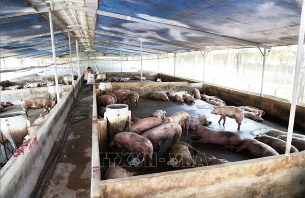 Đồng Nai phát triển chăn nuôi theo hướng trang trại quy mô lớn