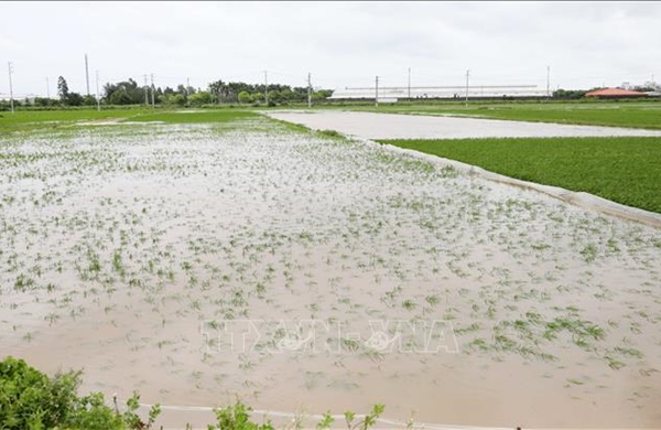 Bắc Bộ và Bắc Trung Bộ: Gần 31.200 ha cây trồng bị ngập úng