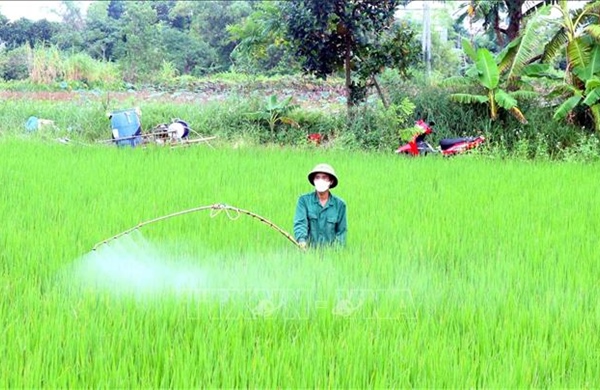 Phòng trừ sâu bệnh hại lúa theo &#39;4 đúng&#39;