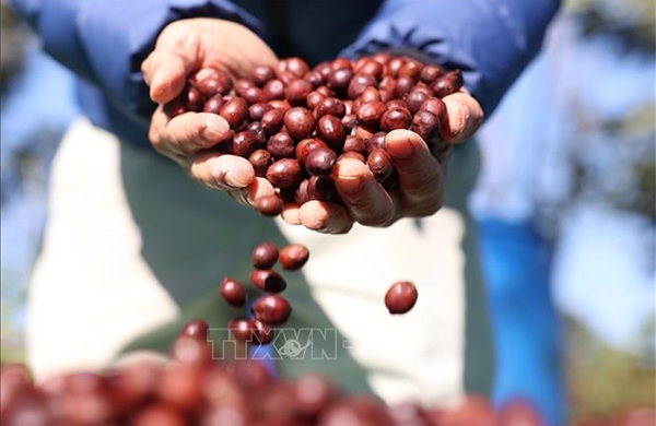 Giá cà phê và gạo xuất khẩu cùng bật tăng
