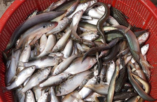 Cuối mùa lũ, thủy sản ra sông mang lại sinh kế cho người dân Đồng Tháp