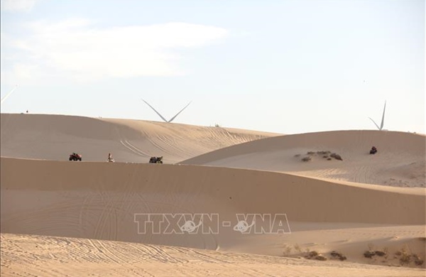 Đồi cát trắng, hoa keo lá tràm hút khách trong kỳ nghỉ Tết Dương lịch