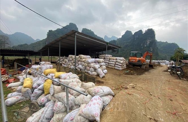 Bài học đầu ra bền vững từ vụ dong riềng được mùa kỷ lục