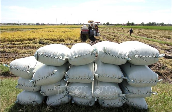 Indonesia đẩy mạnh xuất khẩu gạo sang Saudi Arabia