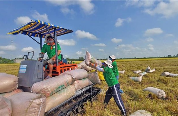 Xuất khẩu gạo tăng 5% về lượng, giá bình quân giảm mạnh