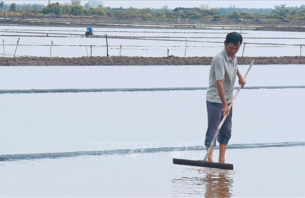 Hơn 1.500 ha muối bị thiệt hại, diêm dân Cà Mau gấp rút khôi phục sản xuất