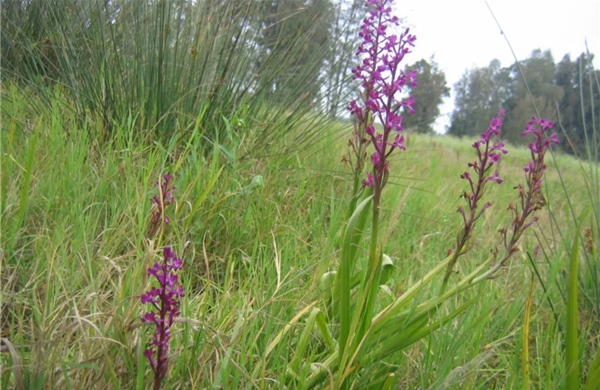 Israel lần đầu ươm mầm thành công lan đầm lầy quý hiếm