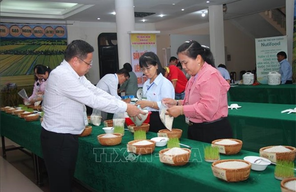 Nâng tầm chất lượng hạt gạo Đồng bằng sông Cửu Long
