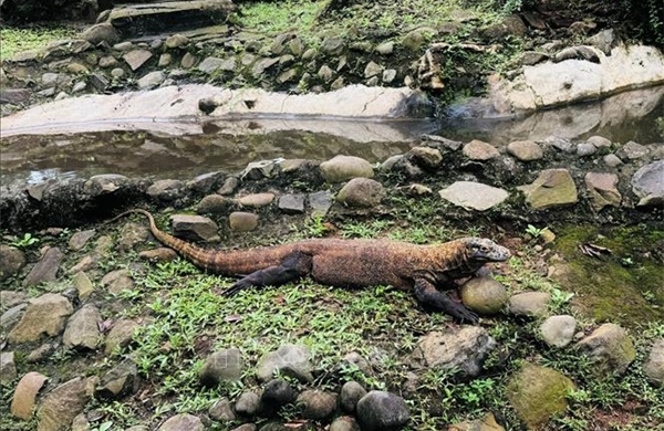 ‘Ngoại giao rồng’ giữa Indonesia và Nhật Bản