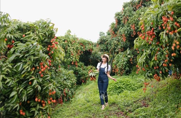 Gia tăng giá trị bền vững cho quả vải thiều