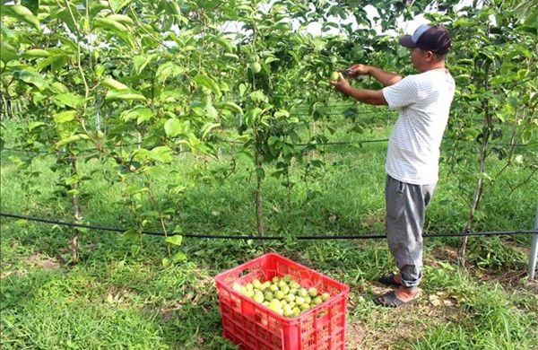 Hướng mới chuyển đổi cây trồng hiệu quả trên đất thanh long già cỗi