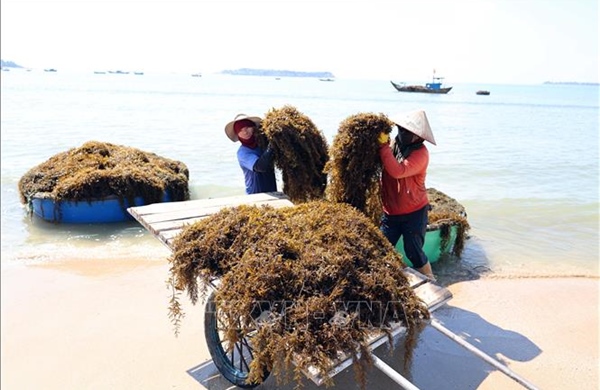 Người dân xã đảo Tam Hải (Đà Nẵng) vào vụ thu hoạch 'thảo dược' dưới đáy biển