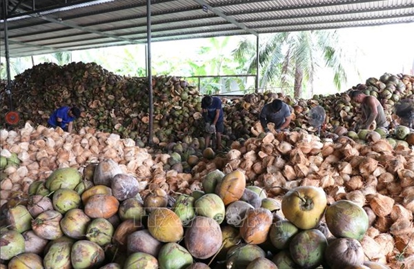 Giá dừa khô giảm mạnh, nhiều nhà vườn bán dừa tươi bù thu nhập