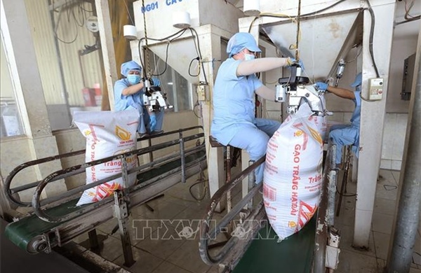Xuất khẩu gạo đạt 2,91 tỷ USD, giá bắt đầu phục hồi