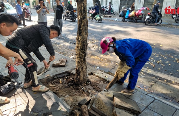 Phá dỡ mảng bê tông bịt gốc cây sao đen trên phố Lò Đúc
