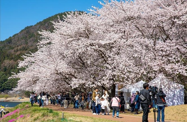 Dữ liệu 1.200 năm ở Nhật Bản phản ánh rõ nét xu hướng biến đổi khí hậu