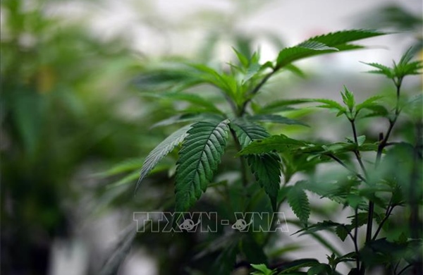 Cần sa không hiệu quả trong điều trị các rối loạn tâm thần phổ biến