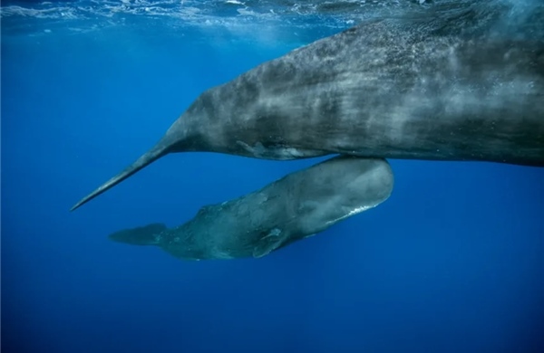 Bất ngờ cá nhà táng có quy tắc ngôn ngữ giống con người