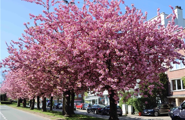 Ngắm hoa anh đào bừng nở ở Brussels (Bỉ)