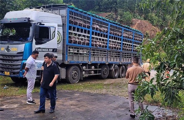 Dịch tả lợn châu Phi đã xuất hiện ở 11 xã của Phú Thọ