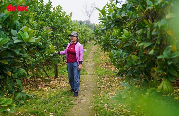 Vựa phật thủ Đắc Sở mất mùa, giá tăng dịp cận Tết