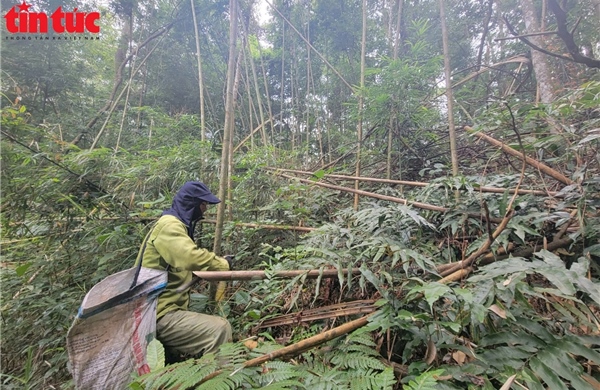 Người dân miền núi Thái Nguyên kiếm bạc triệu mỗi ngày nhờ hái 'lộc rừng'