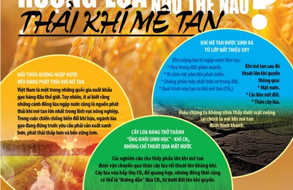 Lý do việc canh tác lúa nước phát thải nhiều khí mê tan