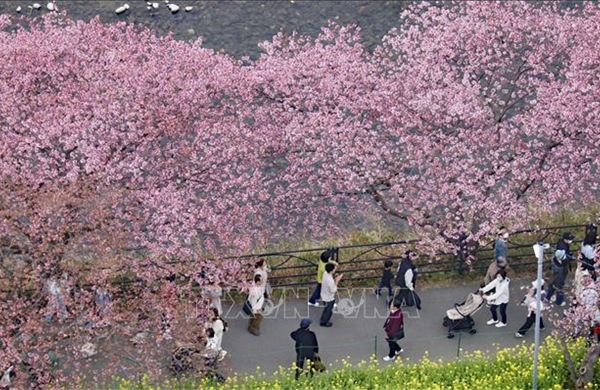 AI và bài toán dự báo mùa hoa anh đào nở