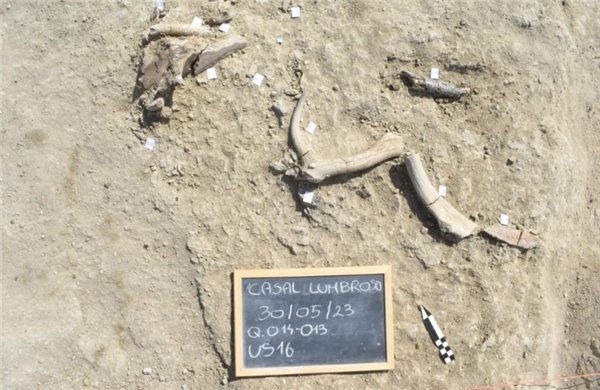 Người cổ đại có thể đã ăn thịt voi và động vật lớn từ 1,8 triệu năm trước