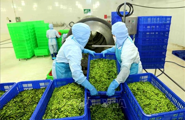 Duy trì mạch xuất khẩu nông sản Việt sang Trung Đông bằng vận tải hàng không