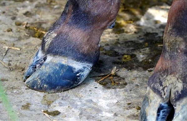 Ngành chăn nuôi chủ động ứng phó nguy cơ xâm nhiễm virus lở mồm, long móng chủng mới