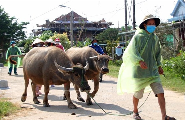 Ngăn chặn tình trạng trâu chết do tụ huyết trùng cấp tính