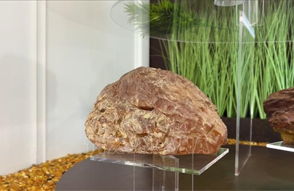 Chạm tay vào những &#39;bảo vật&#39; hổ phách