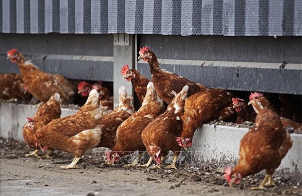 Hà Lan tiêu hủy 117.000 con gà vì cúm gia cầm lây lan