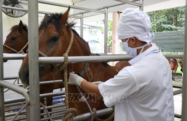 Xuân Bính Ngọ 2026: Chuyện những con ngựa cống hiến cho y học